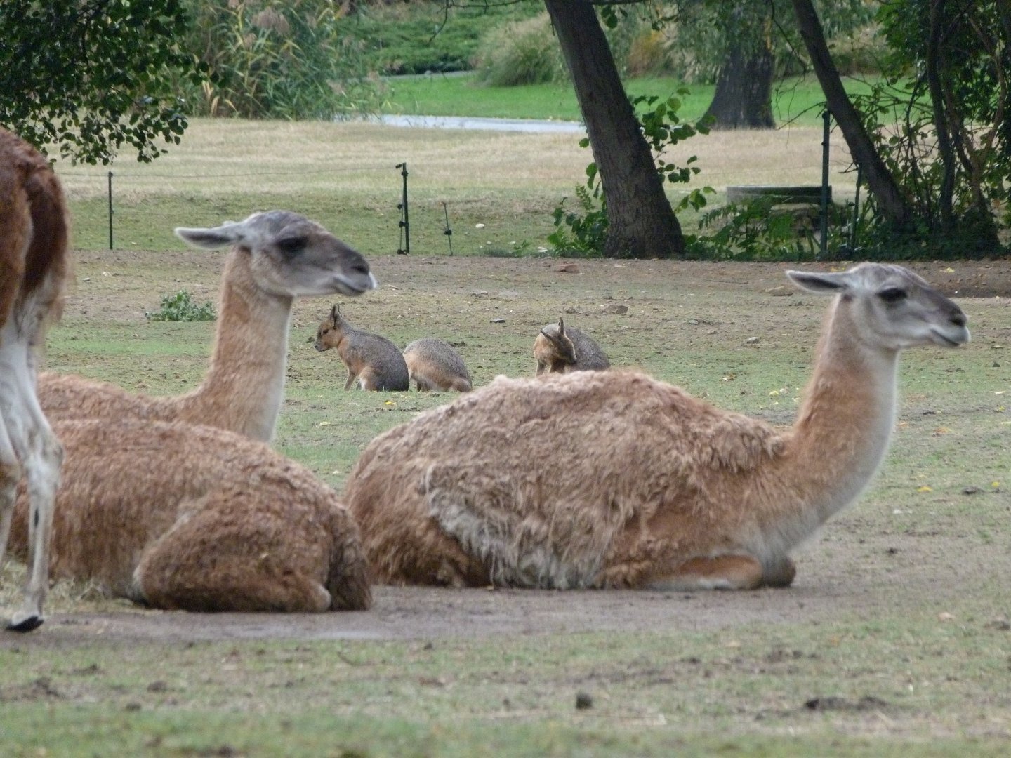 Guanacos and Patagonian maras -Tierpark Berlin (2024)