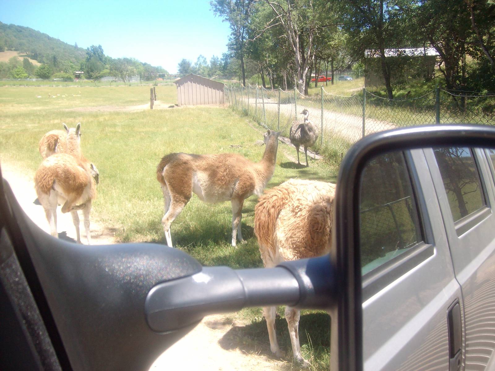 Guanacos at Wildlife Safari