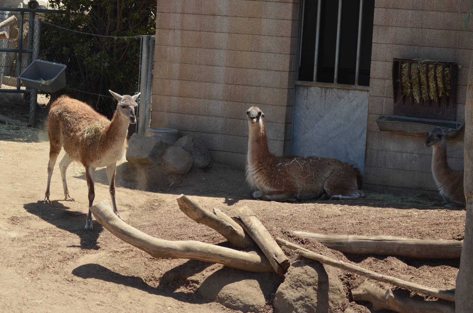 Guanacos - Elephant Odyssey