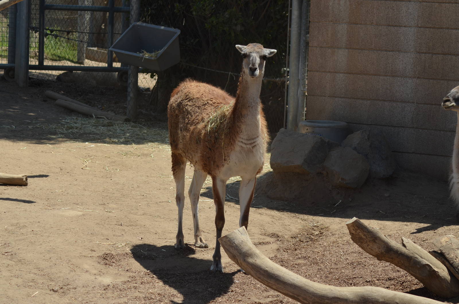 Guanacos - Elephant Odyssey