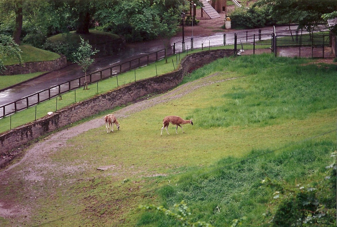 Guanacos in the old Bear Ravine 4th June 1994