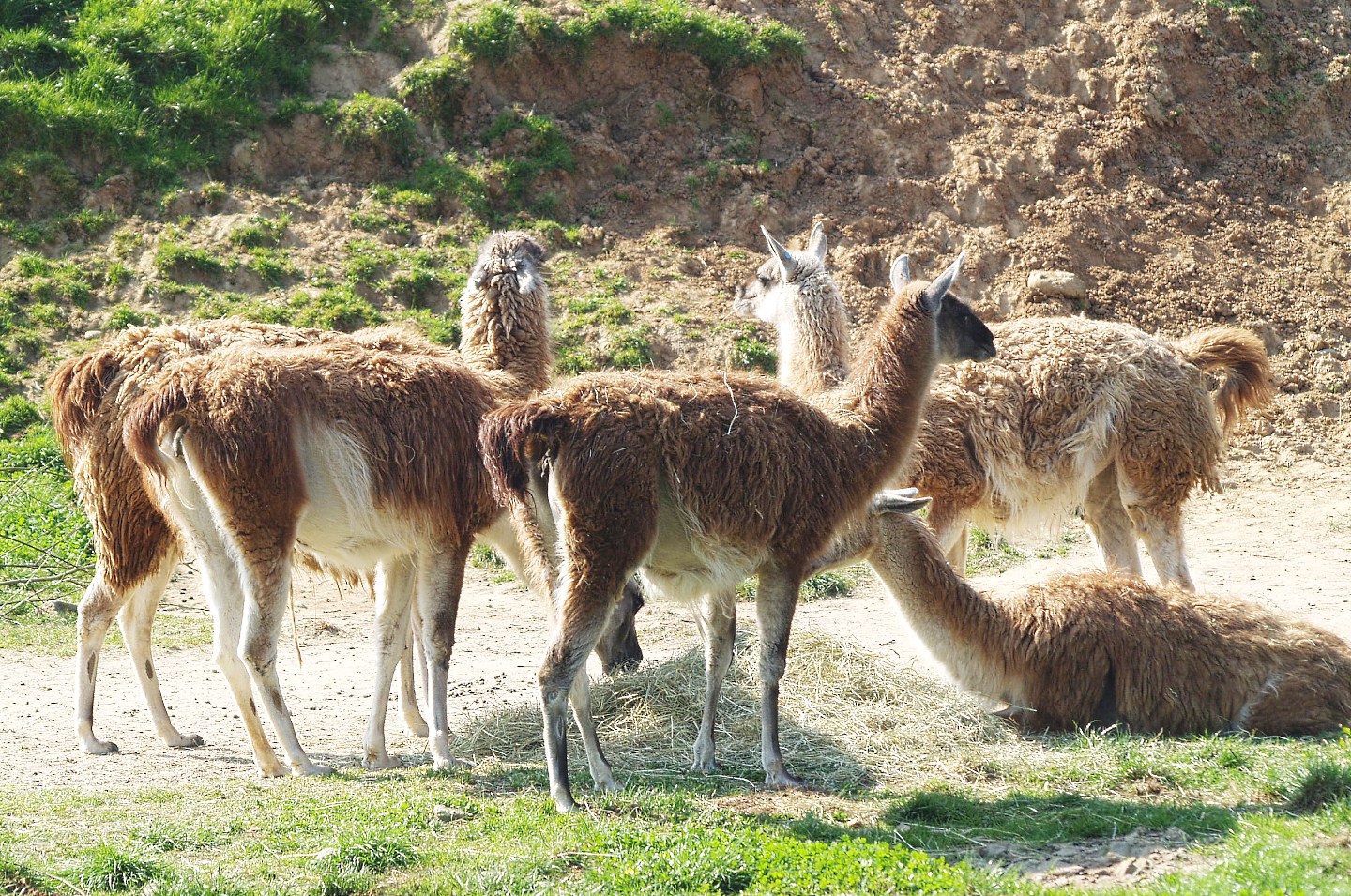 Guanacos (Lama guanicoe), 2009-04-19