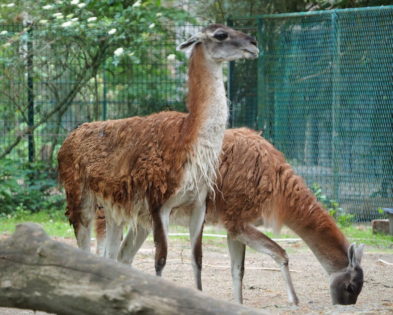 Guanacos (Lama guanicoe), 2020-05-23