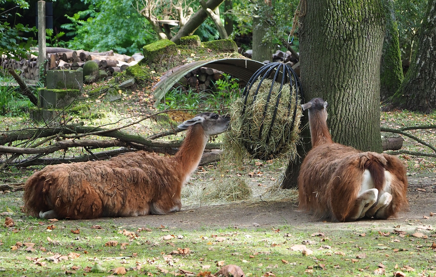 Guanacos (Lama guanicoe), 2023-09-19