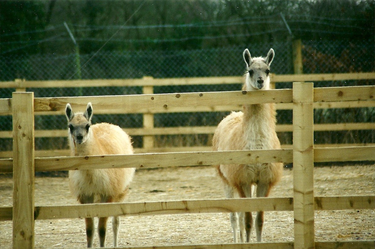Guanacos on new hardstanding 18th December 1999