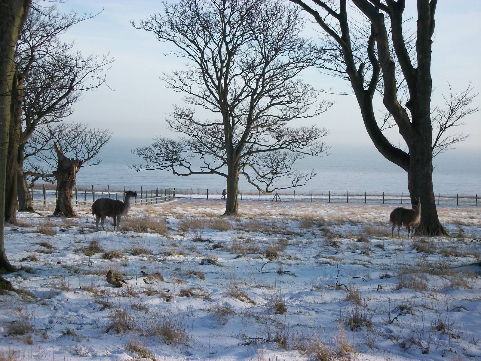 Guanacos, Sewerby cliff top paddock 5th February 2012