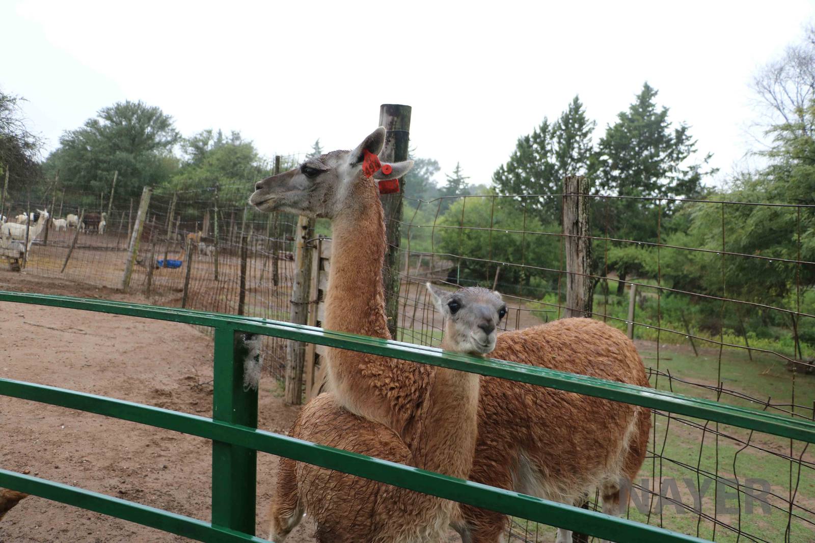 Guanacos - Tatu Carreta, April 2016.