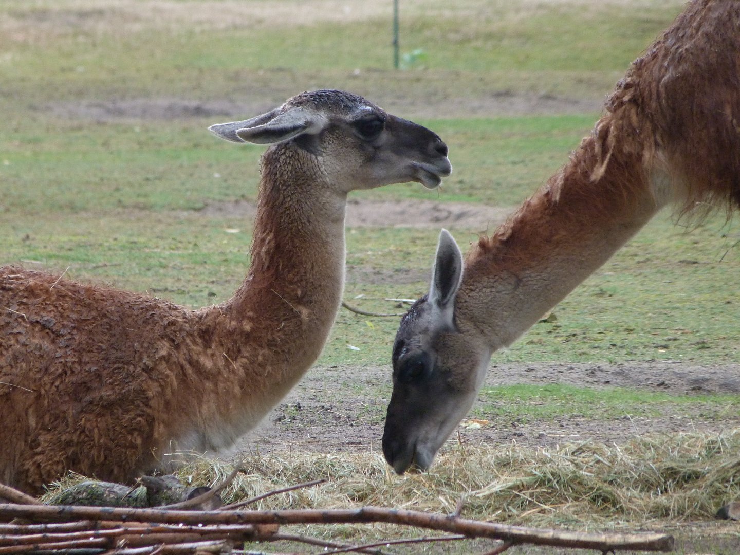 Guanacos -Tierpark Berlin (2024)