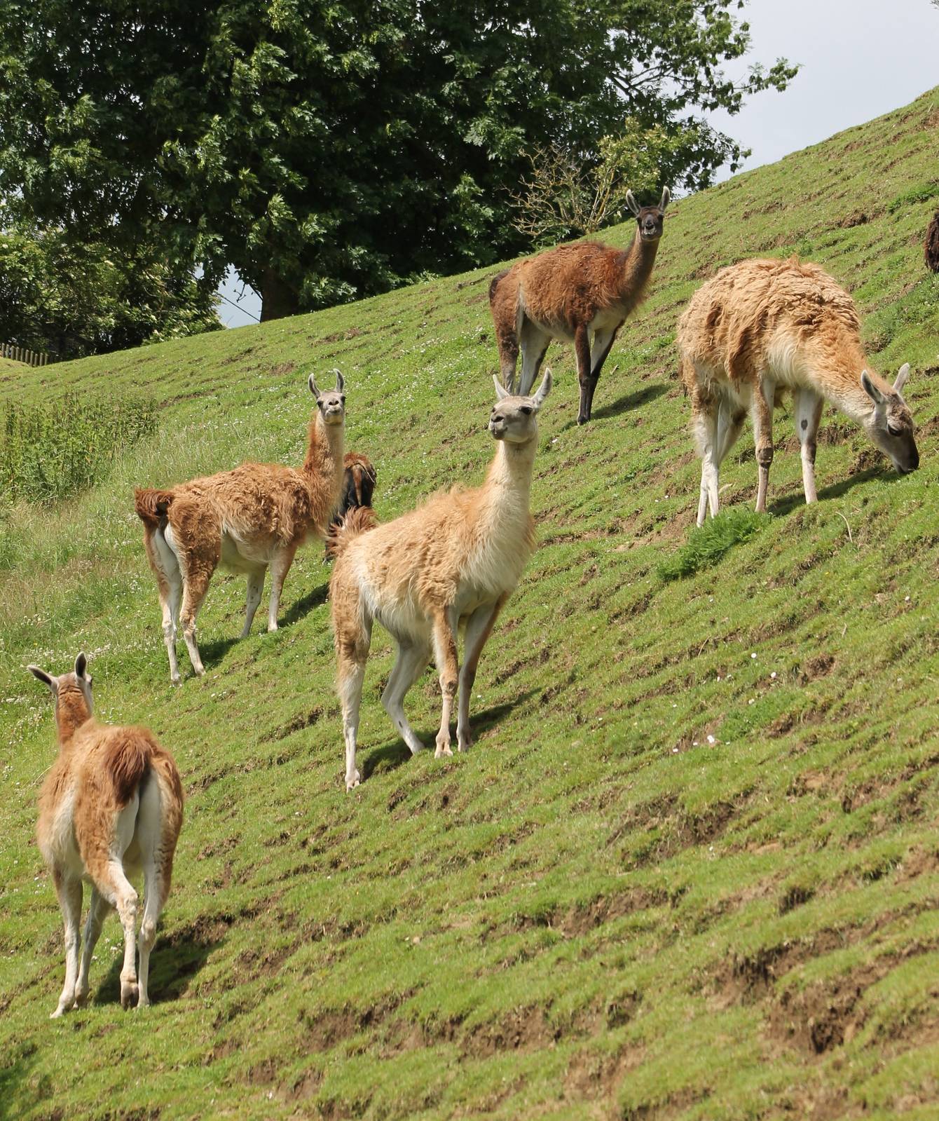 Guanacos