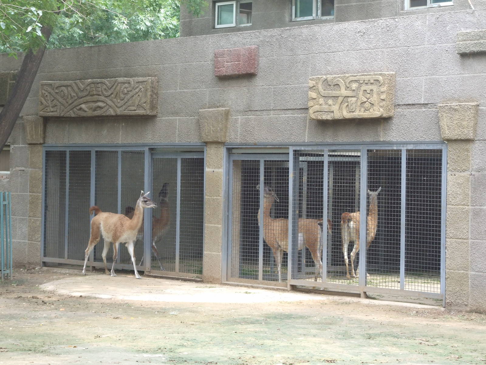 guanacos