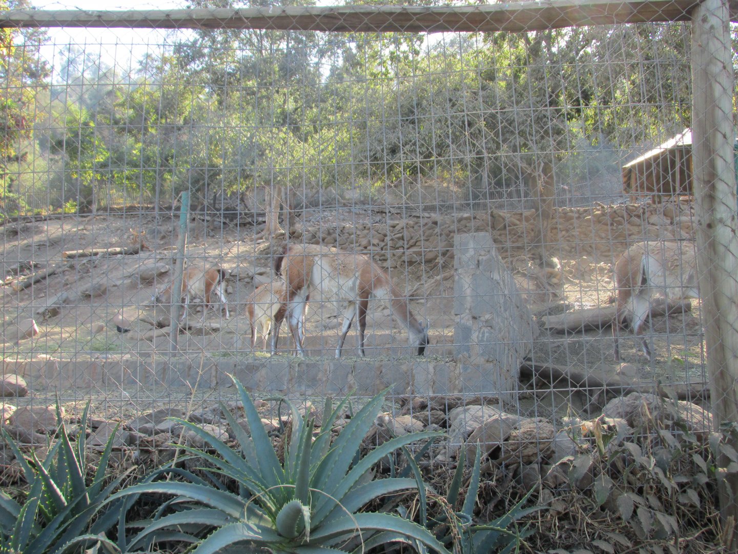 guanacos