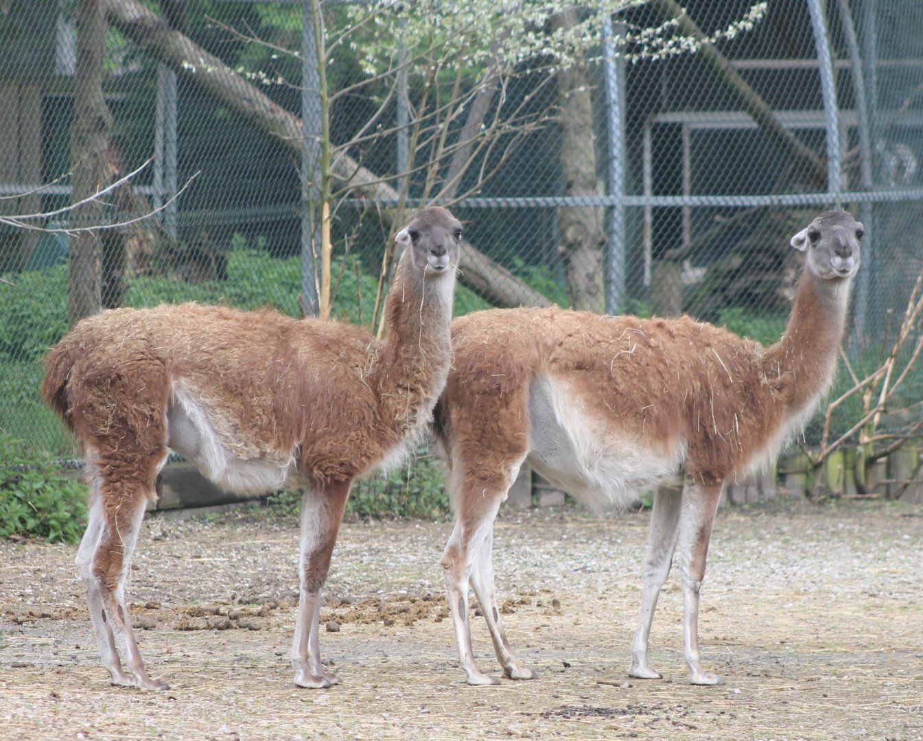 Guanacos