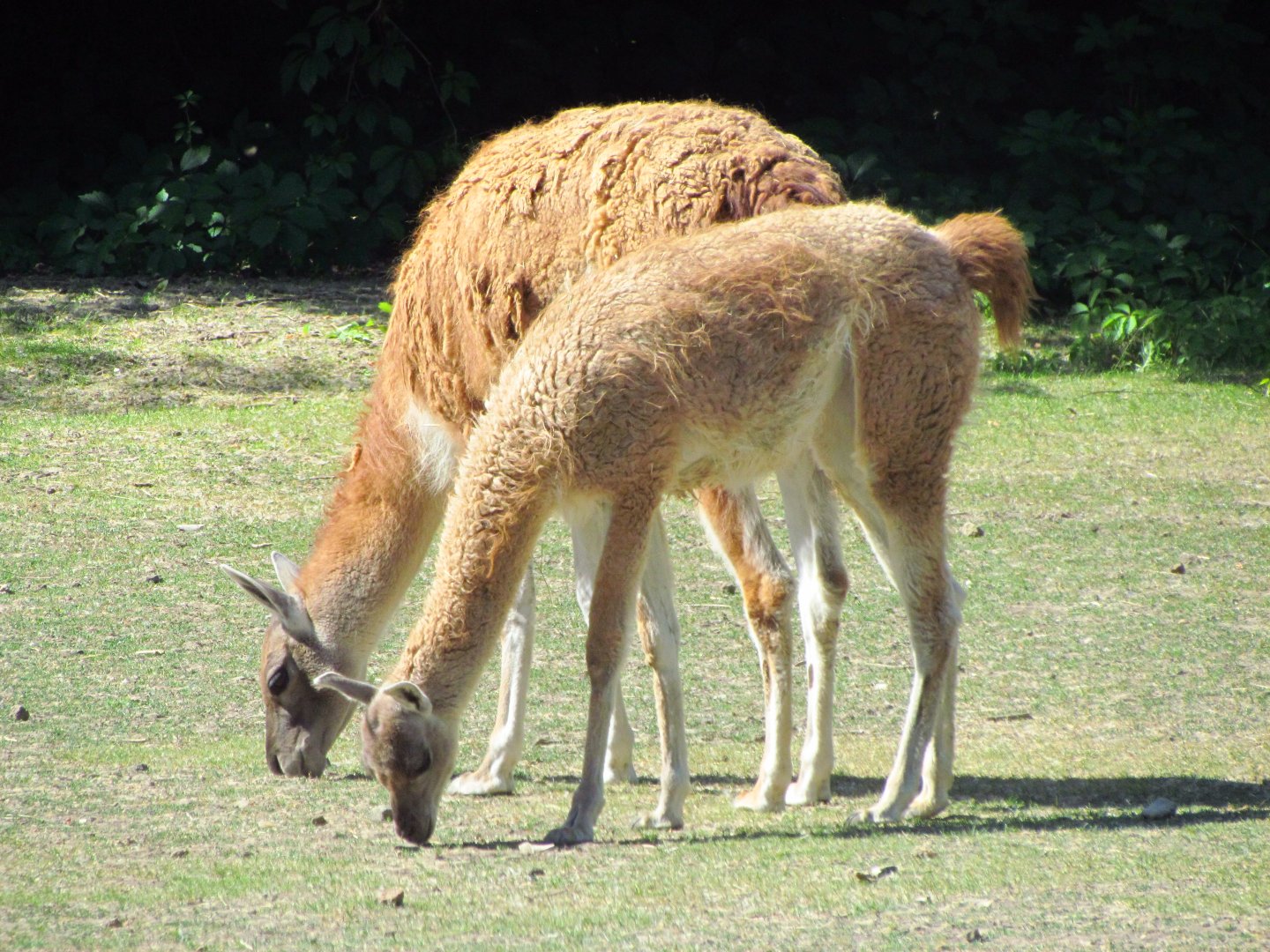 Guanacos