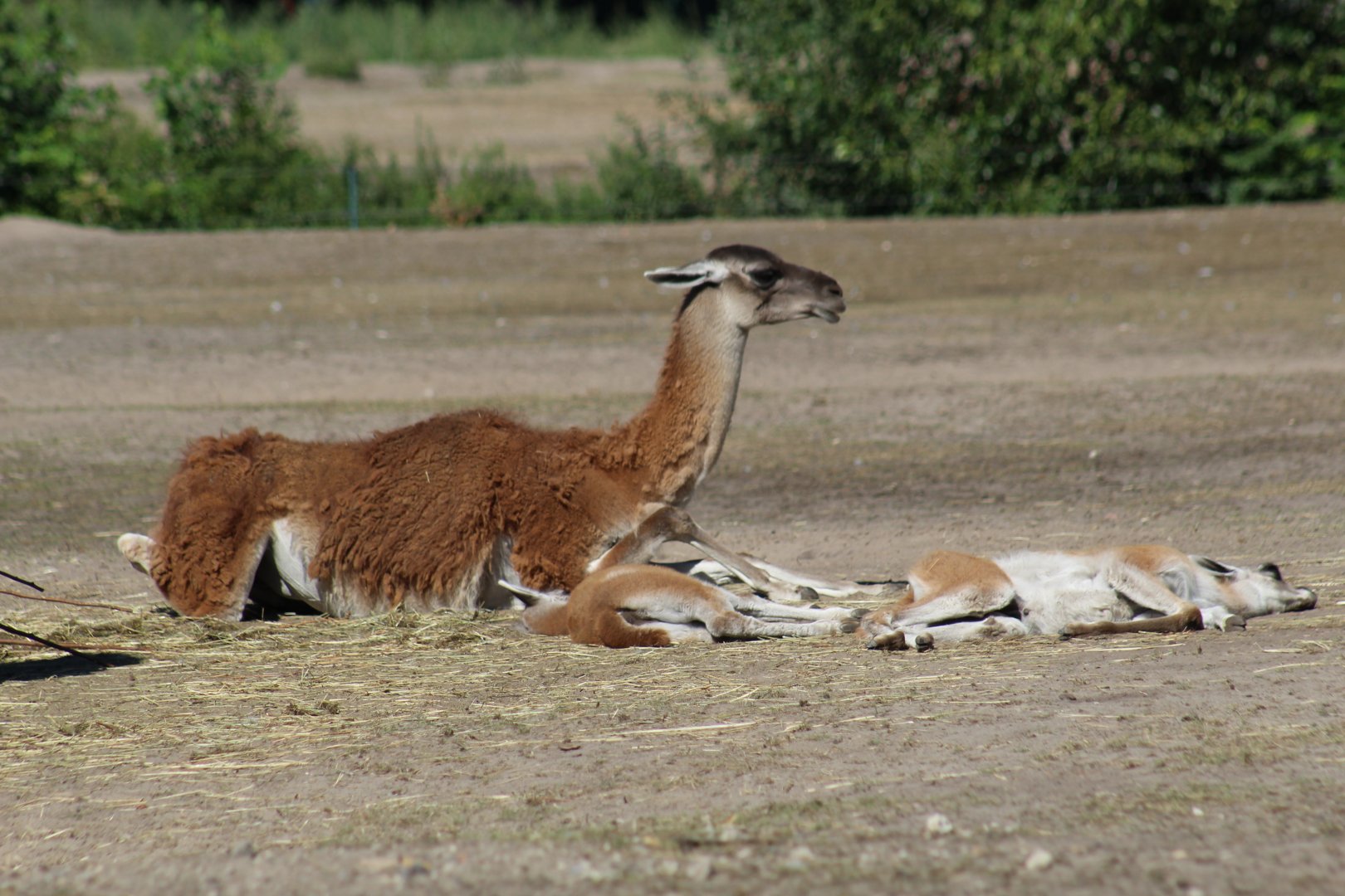 Guanacos