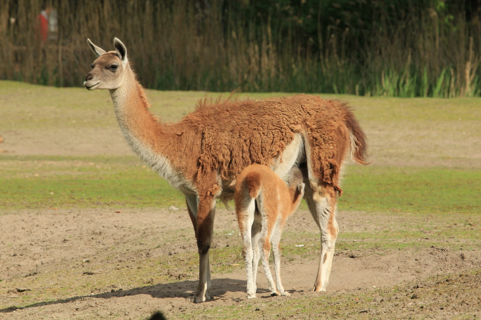 Guanako (April 2018)