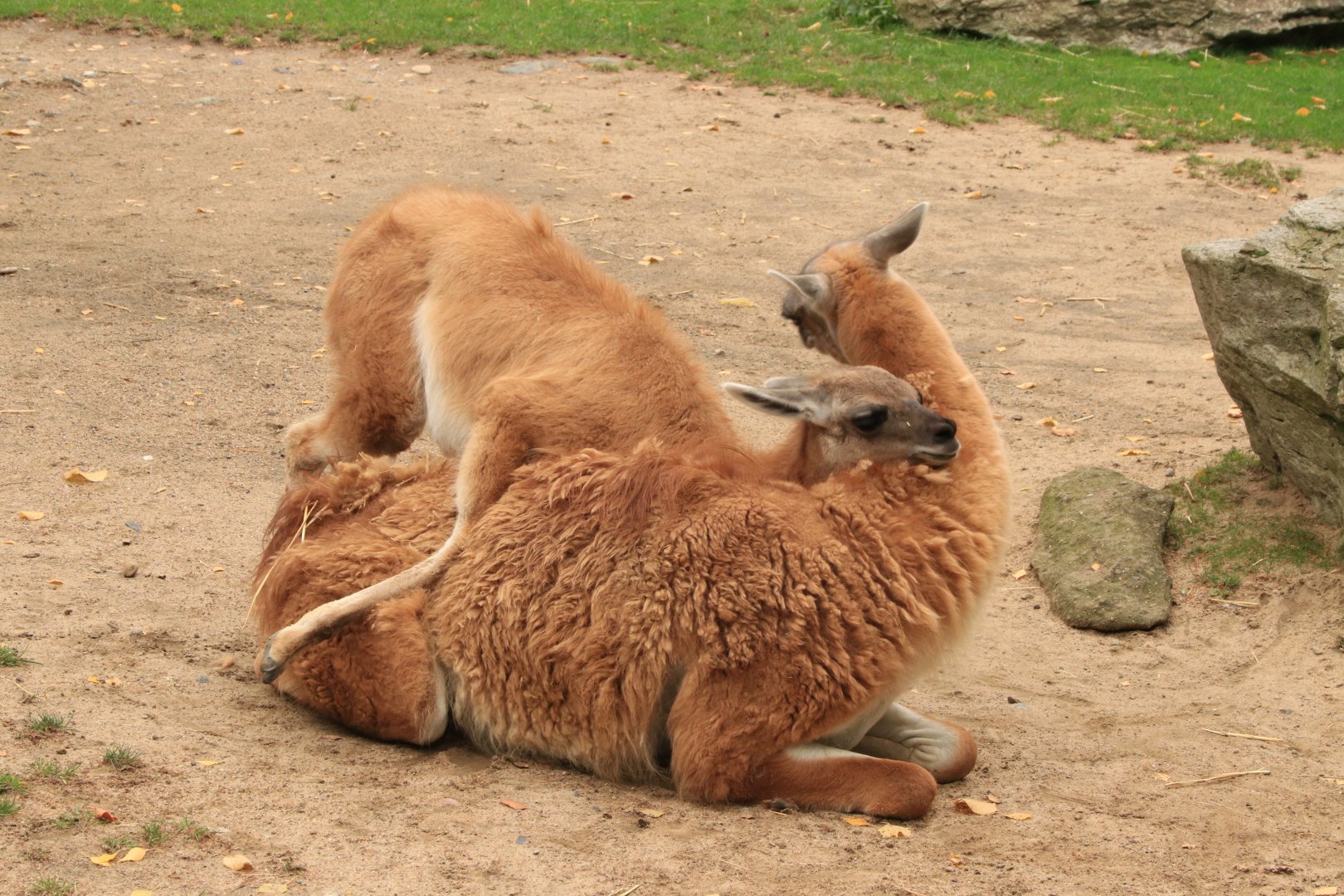 Guanakos (September 2019)