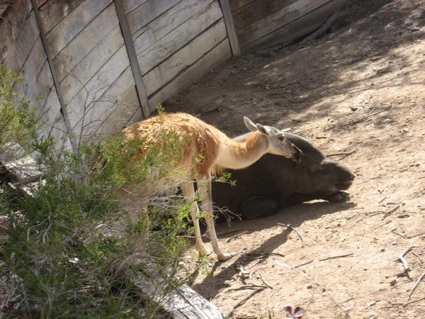 Guanarco anoying Taipar