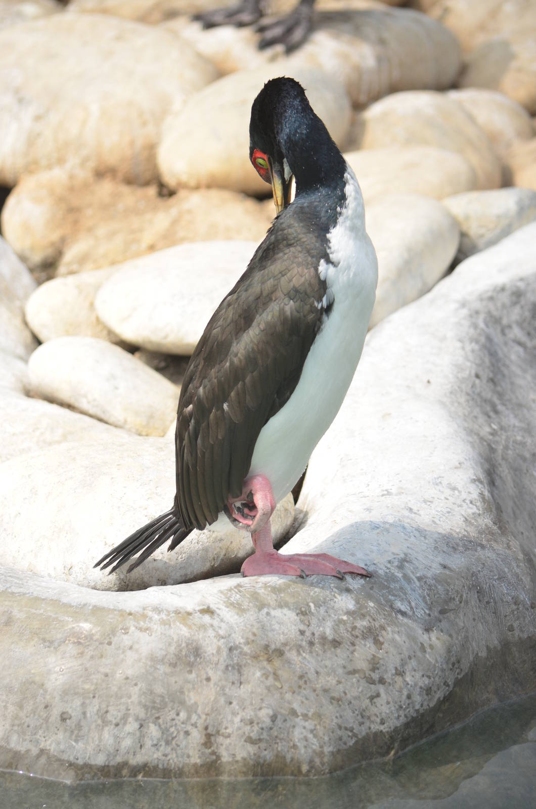 Guanay cormorant (Leucocarbo bougainvillii)