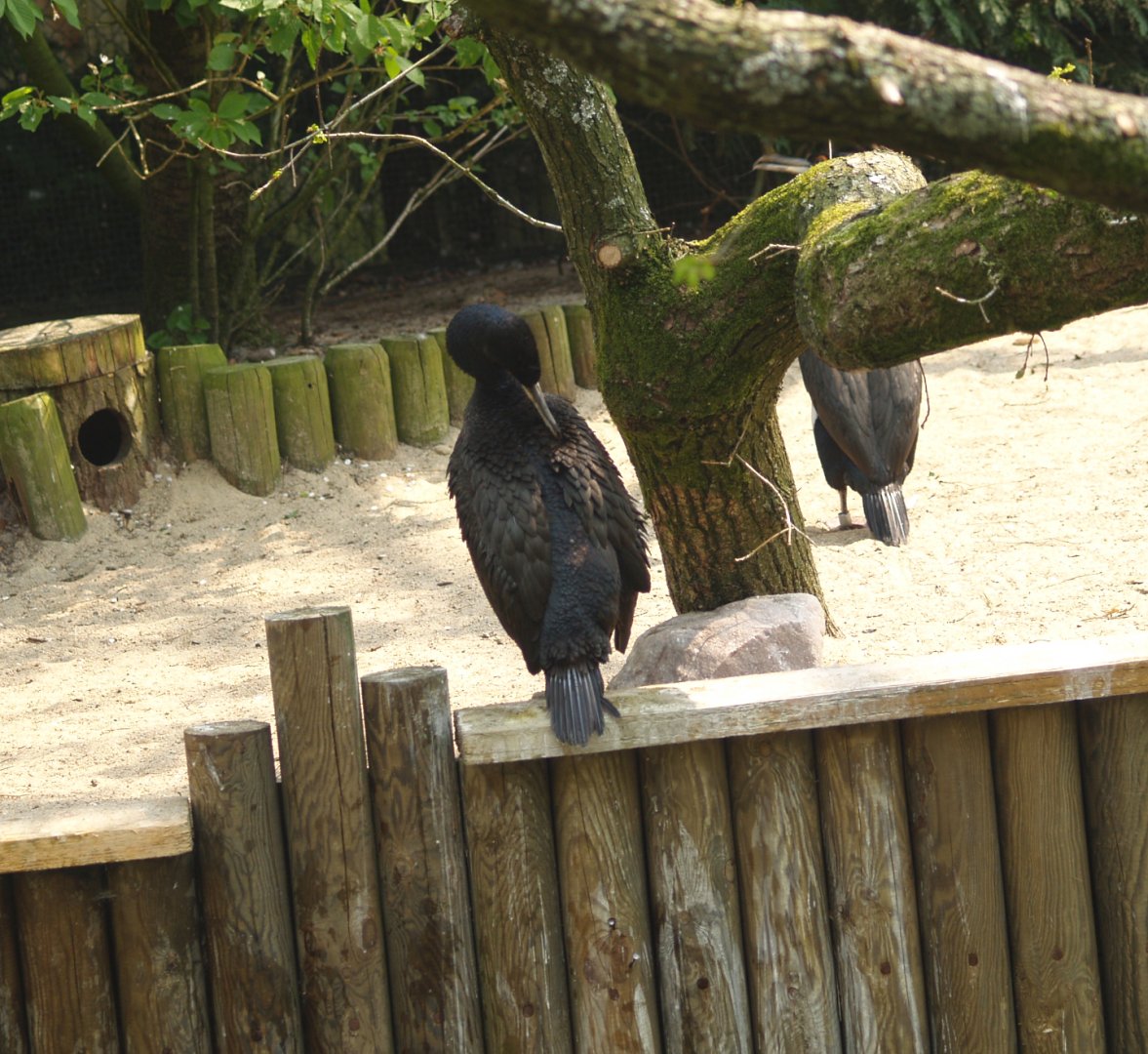 Guanay cormorant (Leucocarbo bougainvilliorum), May 2006