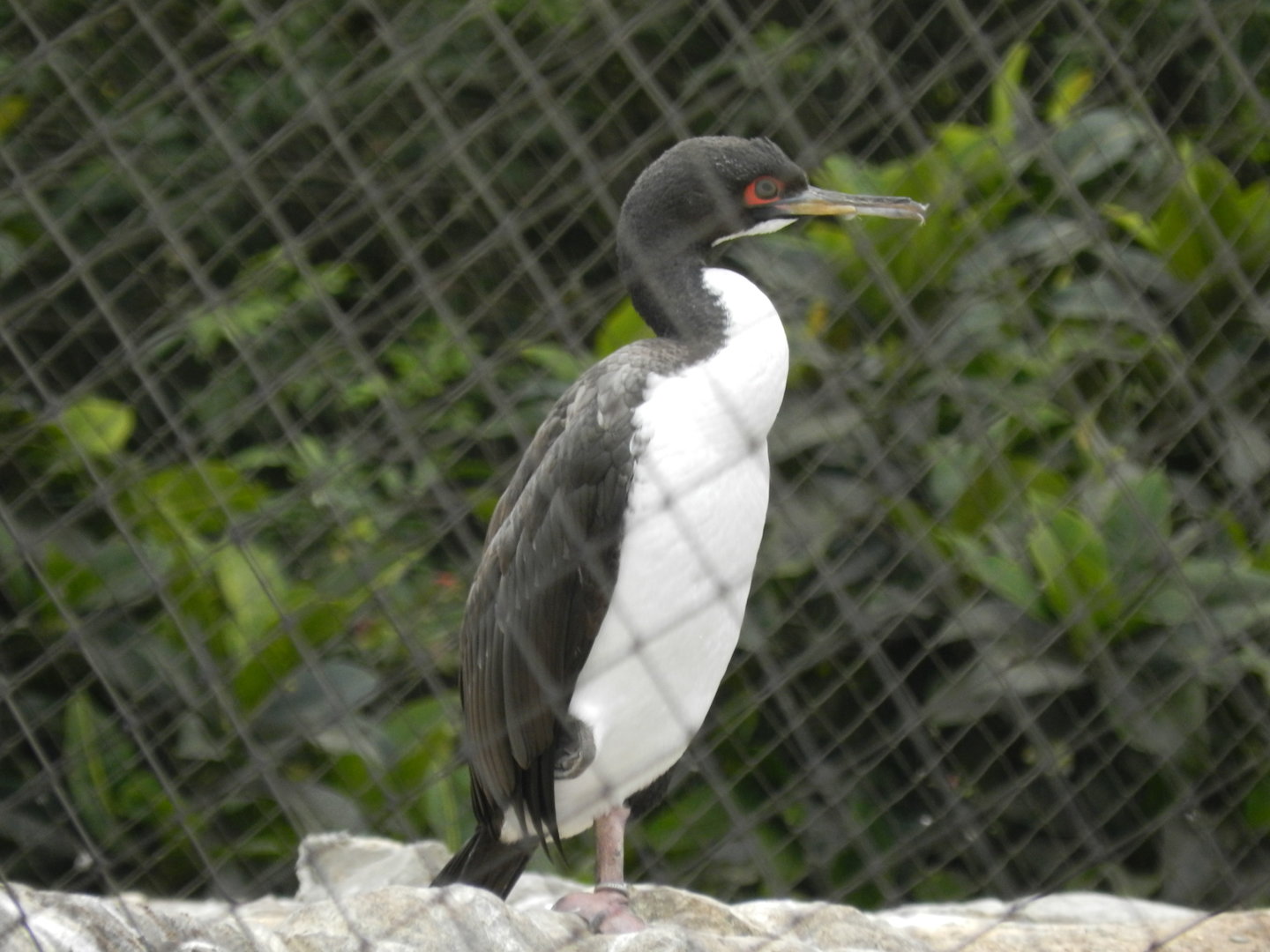 Guanay cormorant - Parque de Las Leyendas