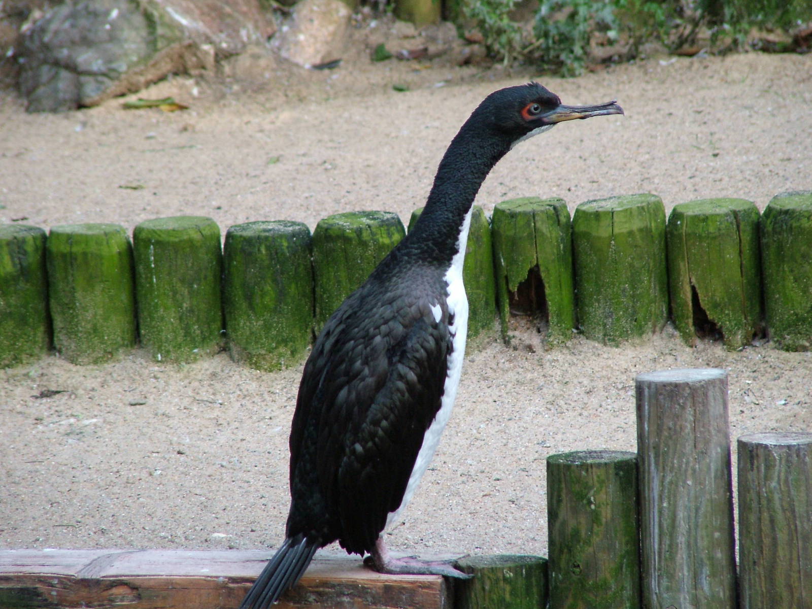 Guanay Cormorant (Phalacrocorax bougainvillei) at Walsrode