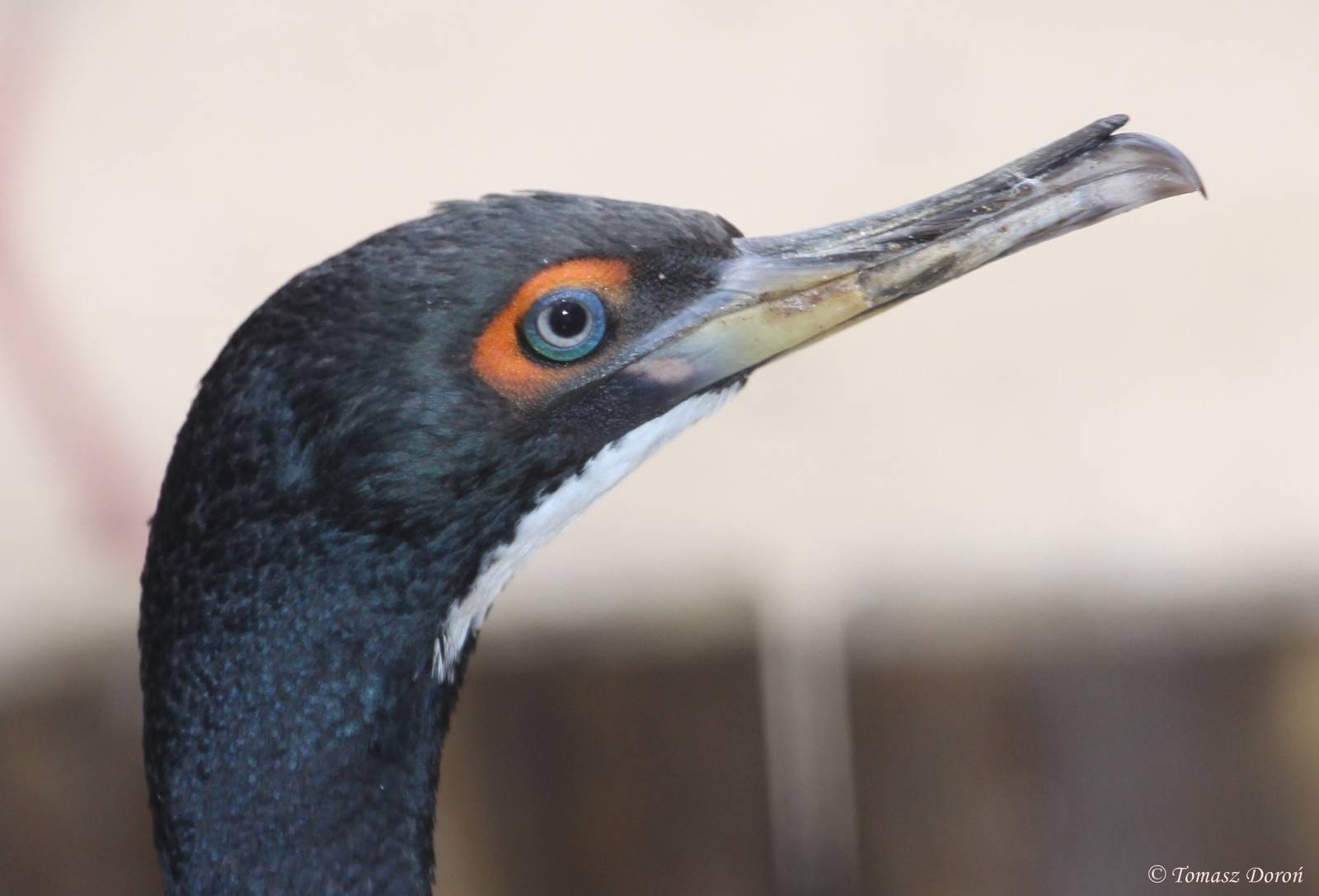 Guanay Cormorant (Phalacrocorax bougainvillii) June 2010, the last survivin