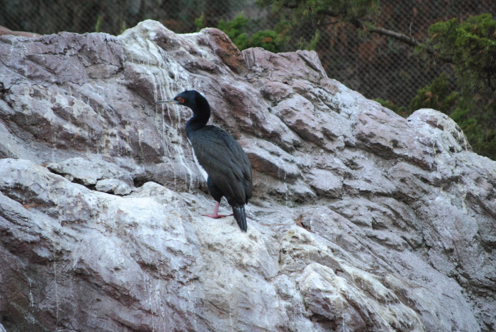 Guanay Cormorant