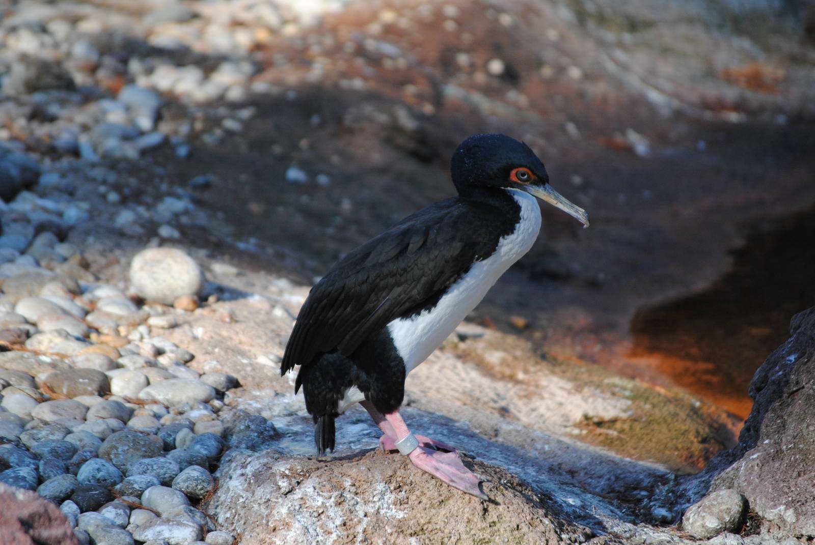 Guanay Cormorant