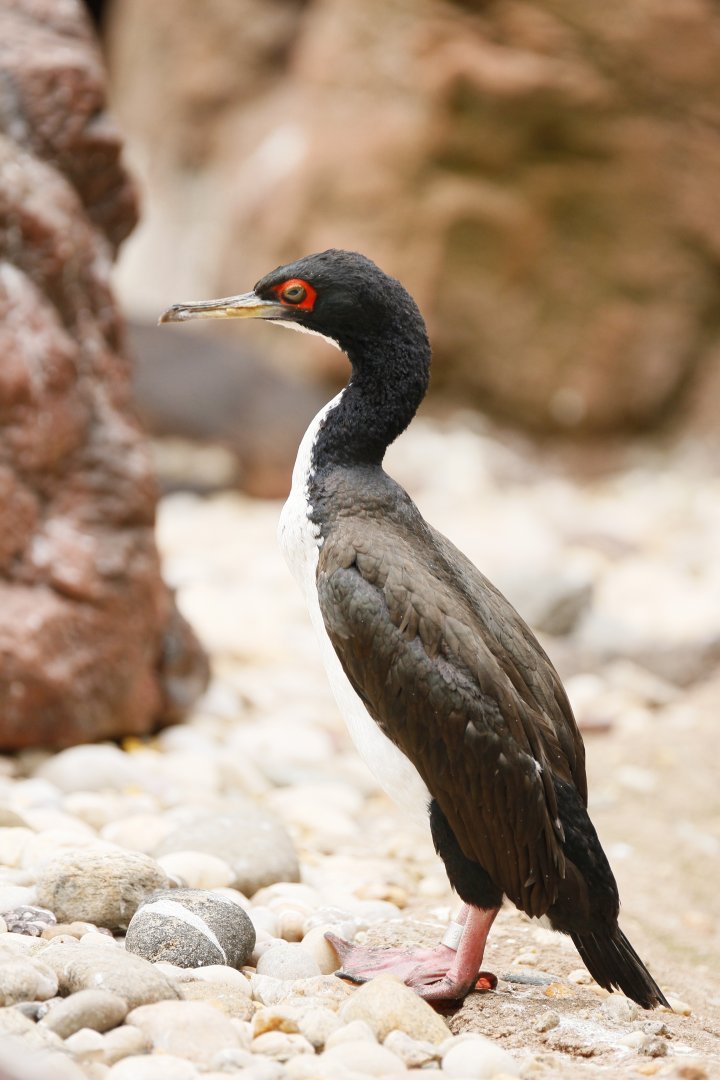 Guanay cormorant
