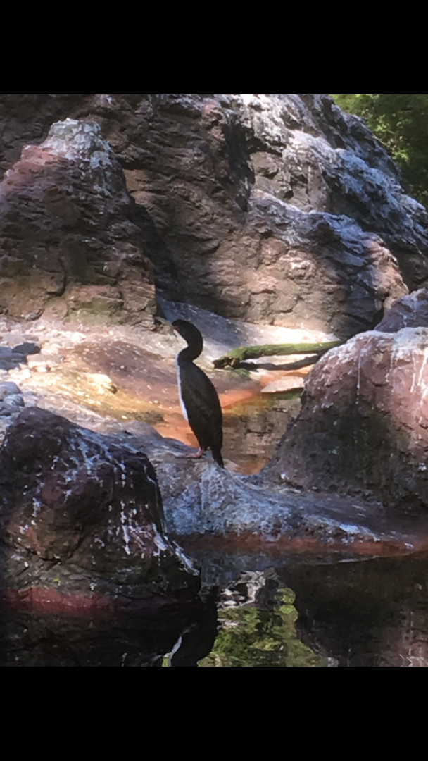 Guanay cormorant