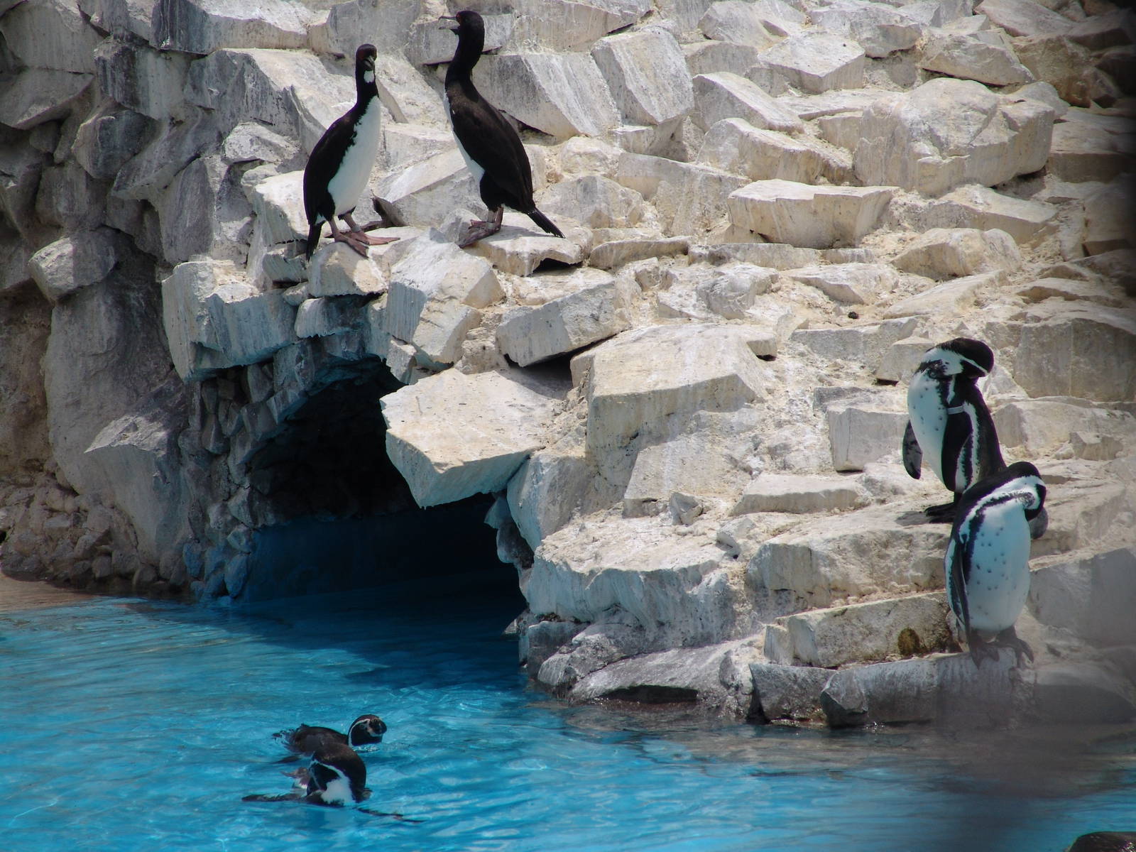 Guanay Cormorants (Phalacrocorax bougainvillii) and Humboldt Penguins (Sphe