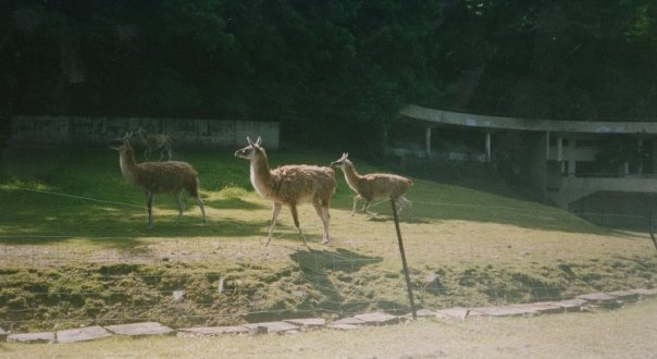 GUANCO IN BEAR RAVINE 2007