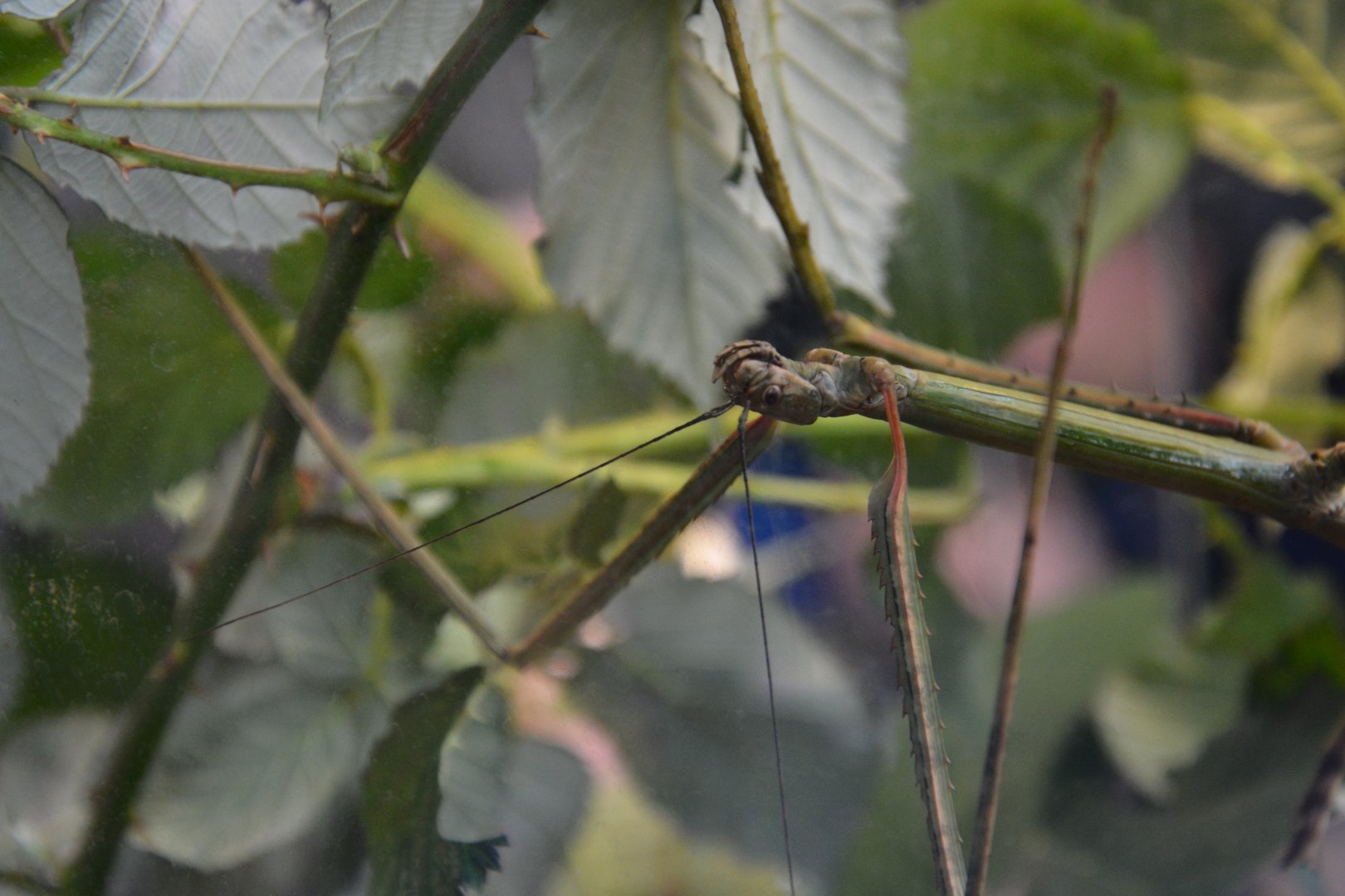 Guangxi stick insect (Phryganistria guangxiensis)