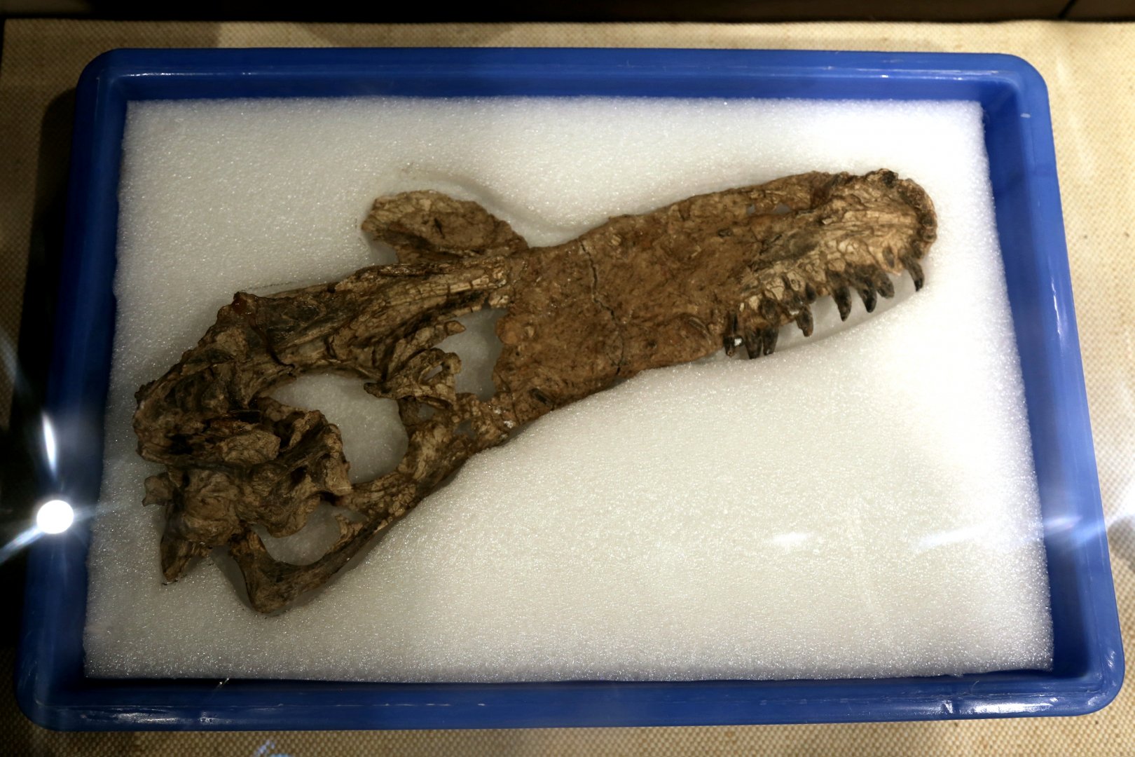Guanlong wucaii Skull, Holotype (IVPP V14531)