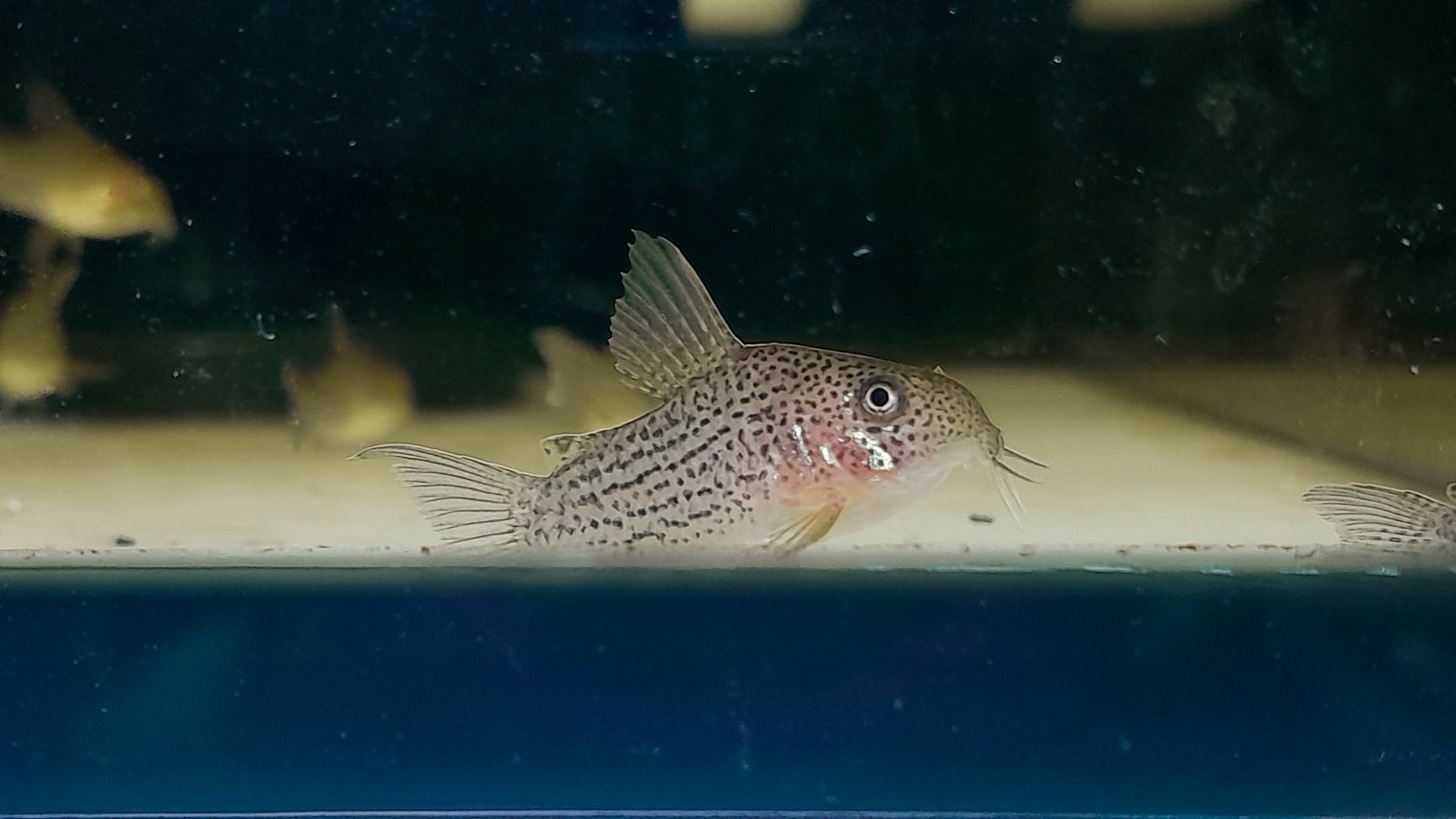 Guarana Cory, C065 (Hoplisoma eversi)