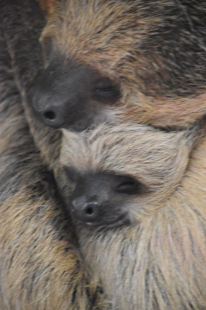 Guaranteed to be the cutest thing you have seen today