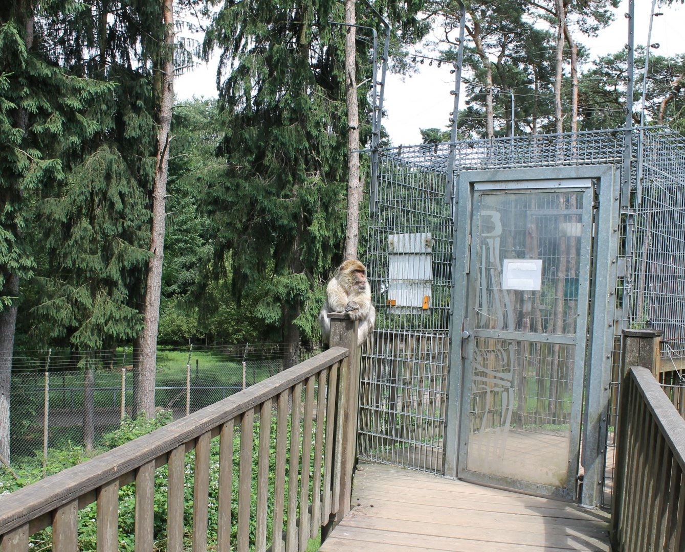 Guard-monkey at the Walk-through-enclosure