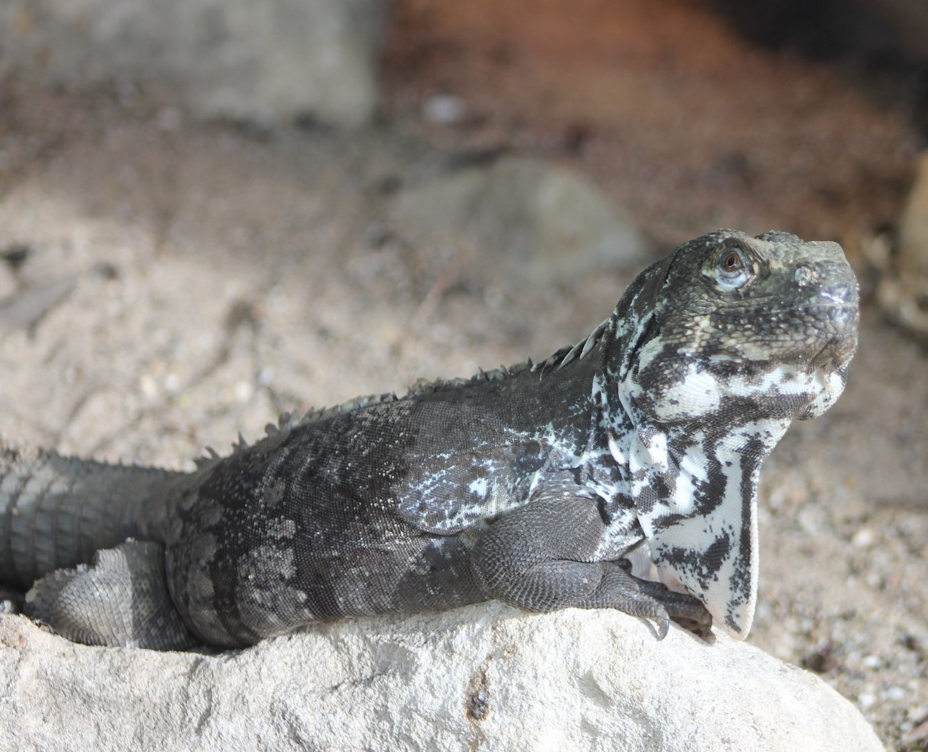 Guatamala spiny-tailed iguana