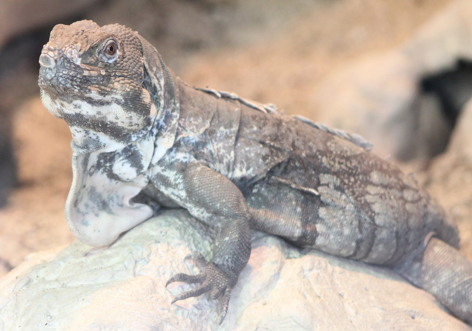 Guatamala spiny-tailed iguana