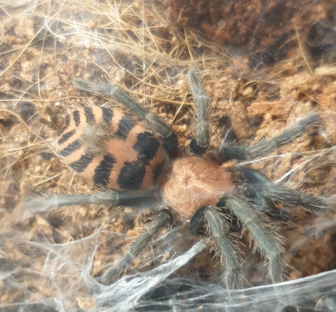 Guatamalan tiger rump - Davus pentaloris