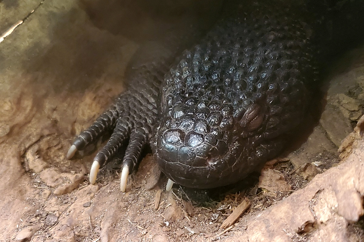 Guatemala Beaded Lizard (Heloderma charlesbogerti)