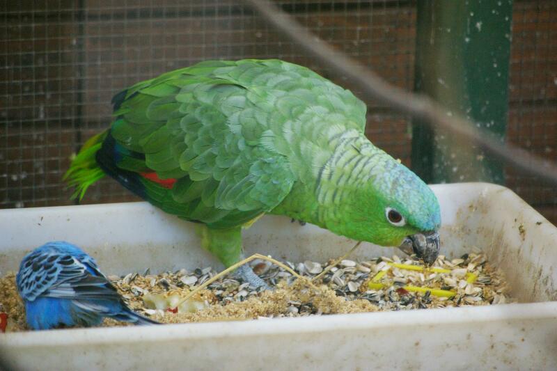 Guatemalan Amazon(Amazona farinosa guatemalae) at Birdpark Bad Nenndorf(Ger