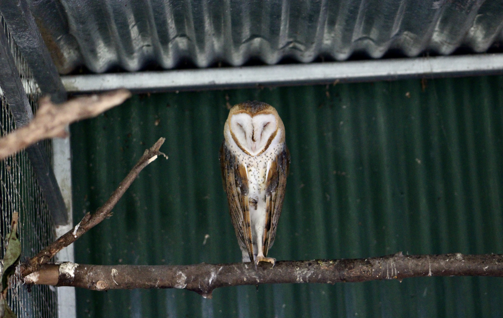 Guatemalan Barn Owl (Tyto furcata guatemalae)