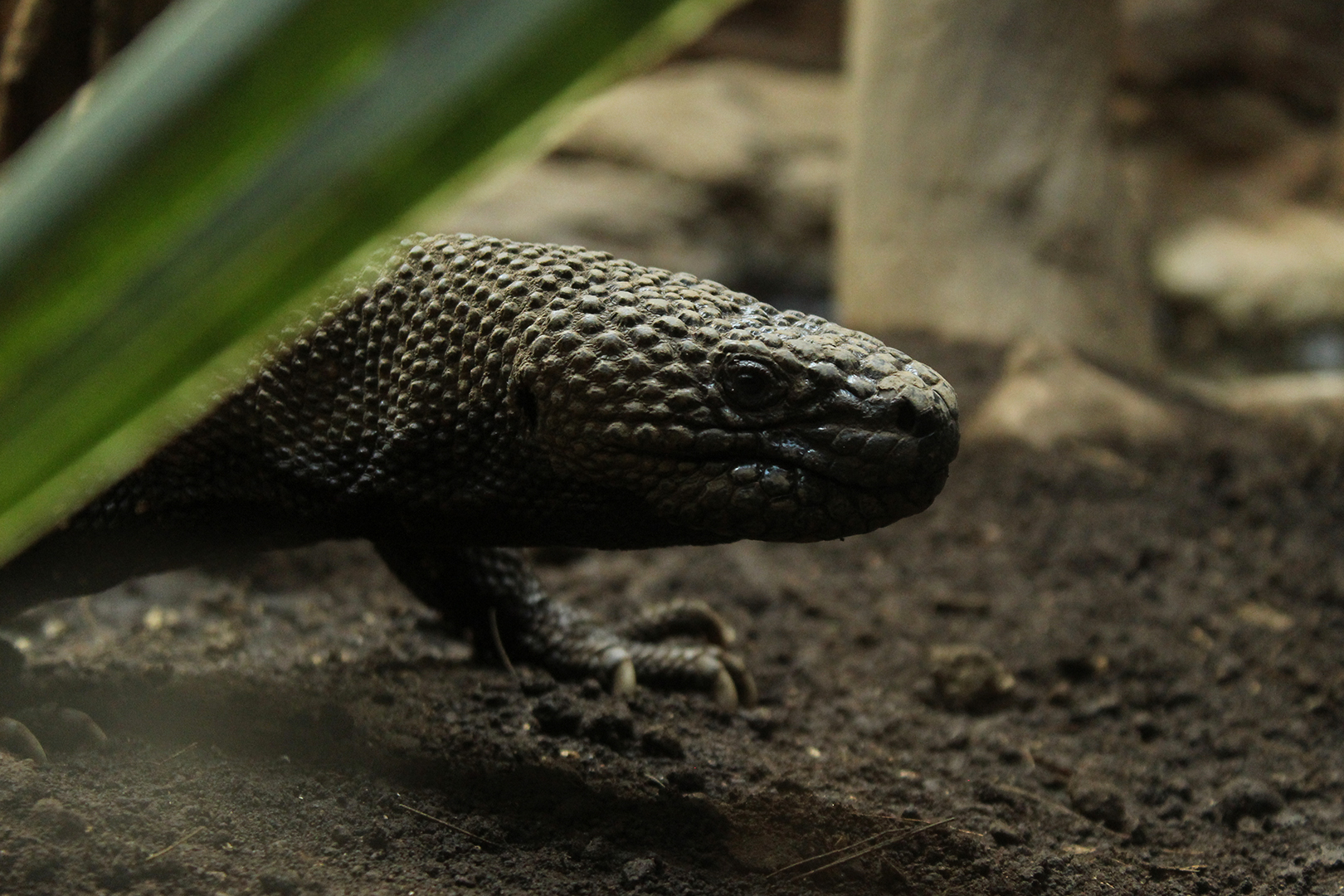 Guatemalan beaded lizard (Heloderma charlesbogerti)