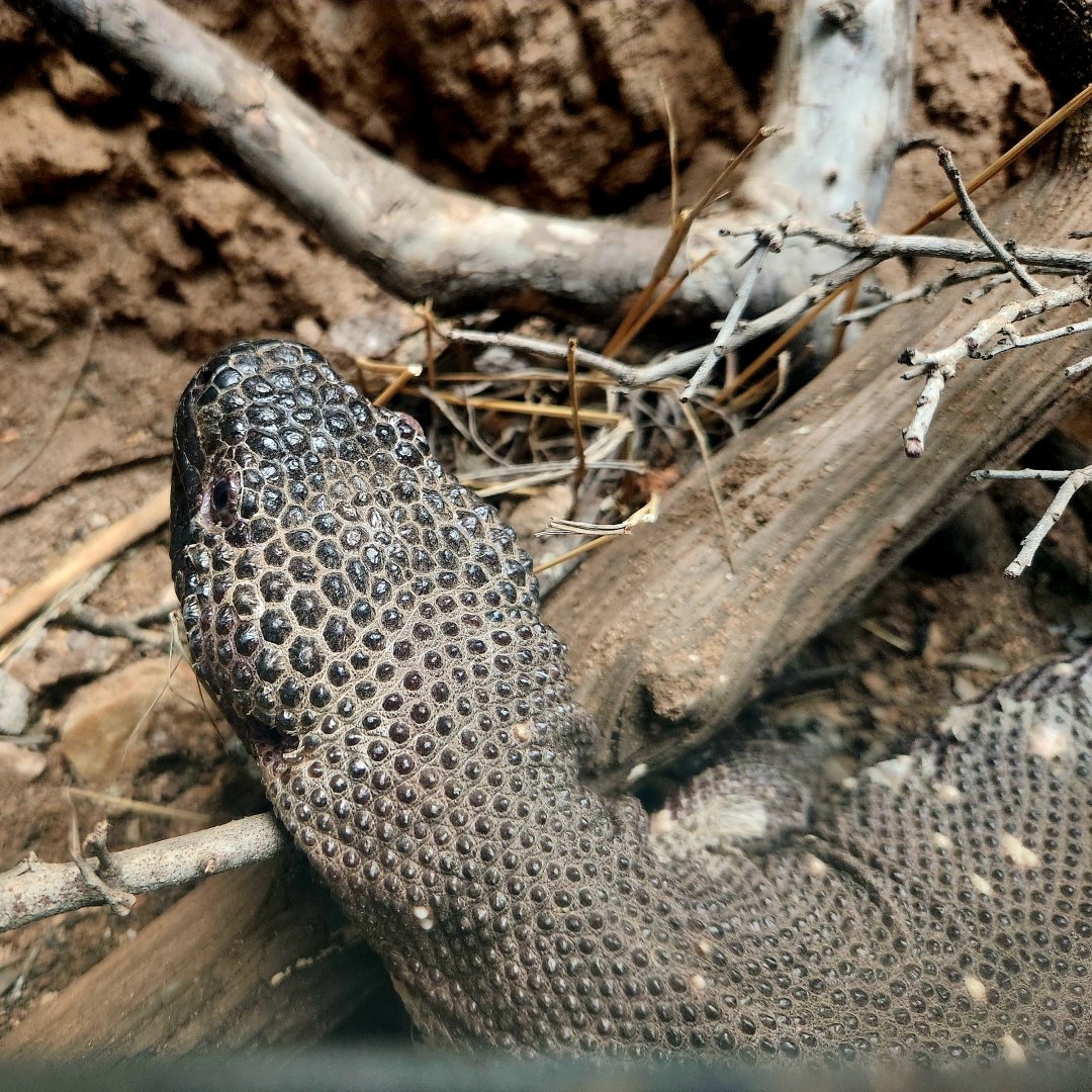 Guatemalan Beaded Lizard (Heloderma charlesbogerti)