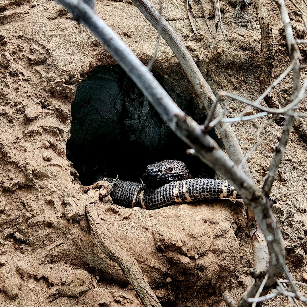 Guatemalan Beaded Lizard (Heloderma charlesbogerti)