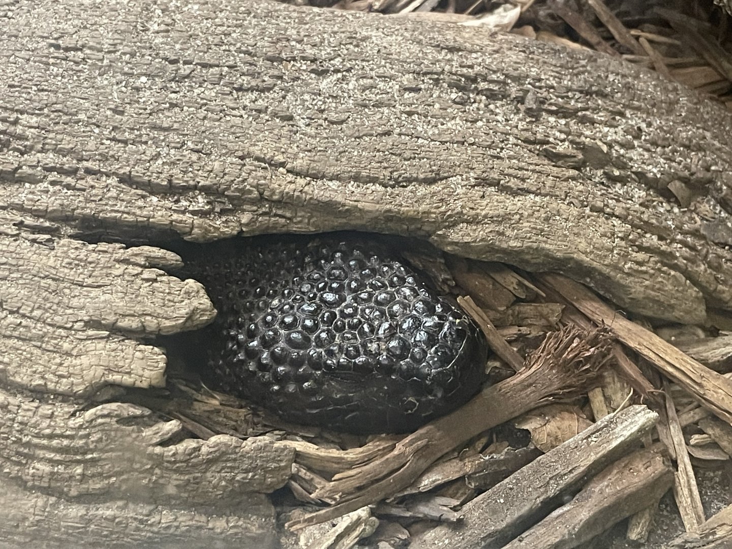 Guatemalan Beaded Lizard (Heloderma charlesbogerti)