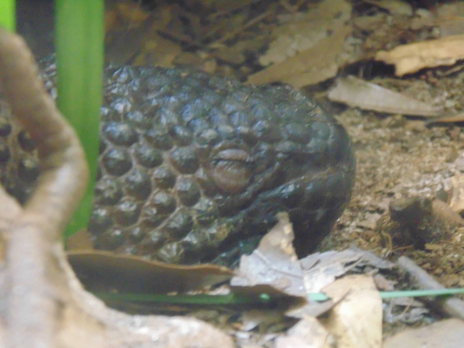 Guatemalan beaded lizard