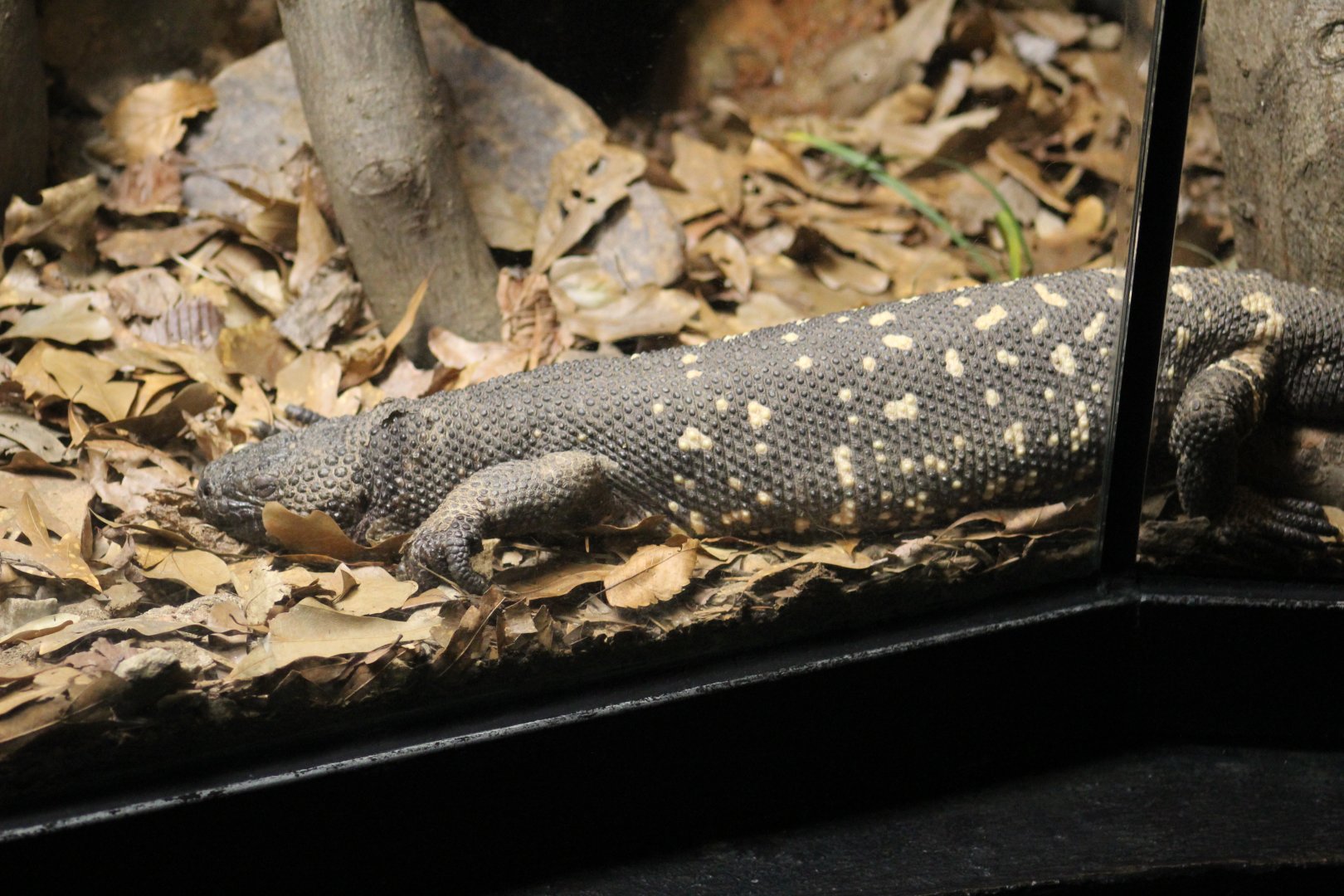 Guatemalan Beaded Lizard