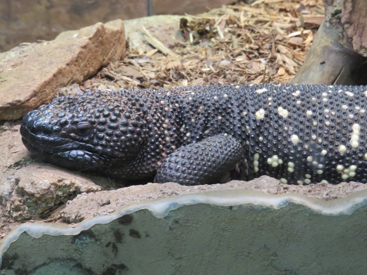 Guatemalan beaded lizard